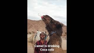 OMG! Camel is drinking Coca cola~ Really! #shorts AnimalTube - World of animals