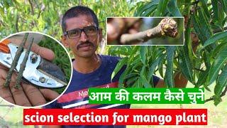 आम की कलम कैसे चुने | Scion selection for mango tree.