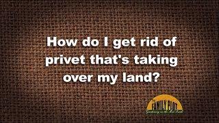 Q&A – How do I get rid of privet that’s taking over my land?