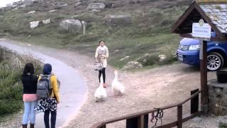 Geese attacking people