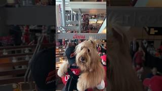 When the line for the elevator is too long… #goldendoodle #dogdad #escalator #floridapanthers