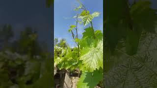  red grapes #shorts #vinegrape #grapegarden #vine