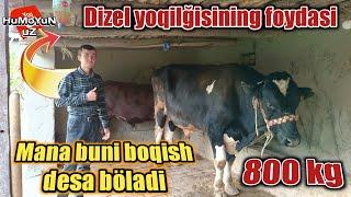 800kg lik Gigant tozza Golland parodali novvos boqish uslublari