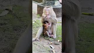 Good day mama monkey Sarika with her baby monkey Sariki