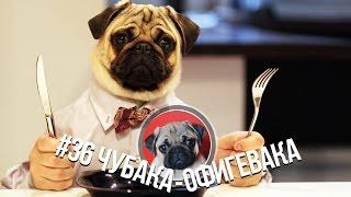 #36 Чубака-офигевака... или Мой хозяин идиот