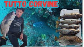 CORVINE ENORMI! Pesca in Apnea alle Corvine Giganti!