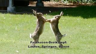 Feldhasen Dreikampf -  Laufen, Springen, Boxen