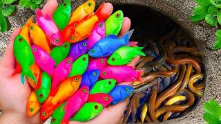 Catch Stunning Freshwater Aquarium Fish In Tiny Pond, Angelfish, Tiger Guppy | Relaxing Fish Video