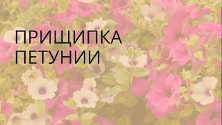 Как прищипнуть петунию? Превращаем Петунию в цветущий шарУСАДЬБА-СЕМЕНА