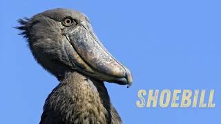 Shoebill: Nature’s dinosaur-like bird with a killer stare! Shoebill stork sound!