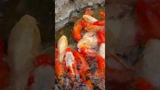 KOI #fish were hungry ! #snacks