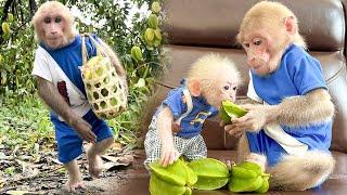 Bibi harvests sweet star fruit for the baby monkey to enjoy when it is hungry!