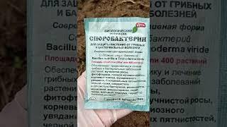 ТЕПЛИЦА БЕЗ ХИМИИ! Как собрать свои семена томатов, ссылка в описании