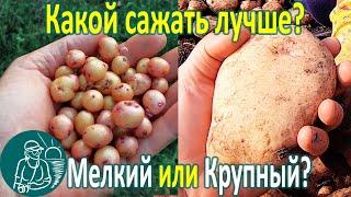  Сажать мелкий или крупный картофель лучше?  Посадка и сравнение урожая  Опыт Гордеевых