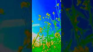 farmers, farmer, role of farmers, farmers leader, farmer cinematicvideo, #farmercinematicvideo#short