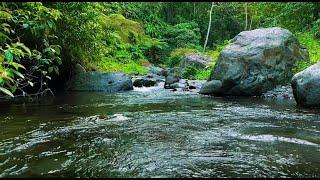 Nature Sounds, Gentle Stream Sounds in Deep Forest, Beautiful Mountain River flowing , White Noise