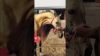 What is going on with this horse 498