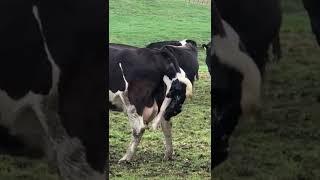 Giving Birth #shorts #youtubeshorts #viral #cow