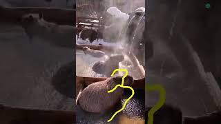 Capy Moments! Capybara in thermal. #capybara #masbro #capivara #kapibara