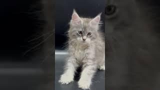 Female Maine coon Daisy Gentle Max //color gs23//dob 12/01/25// info pm️️️