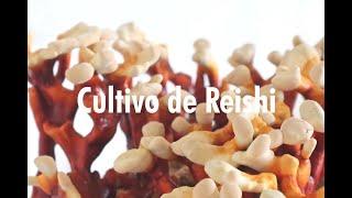 Cultivo de ganoderma, 4 variedades de Ganoderma, producción de Reishi