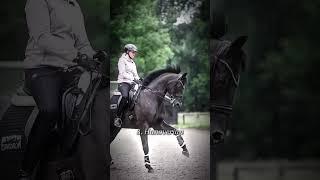 Top 5 Horse Breeds for Dressage creds: @blackequine.official #shorts #horse #edit #tiktok