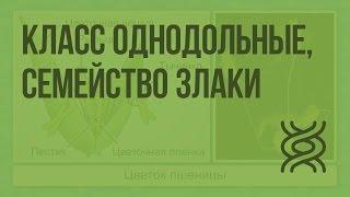 Класс Однодольные, семейство Злаки. Видеоурок по биологии 6 класс