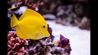 Yellow Tangs !