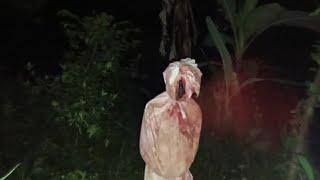 Pocong Meludah D4r*h