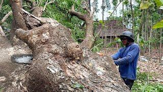 The Falling Thundered... Cut down 2 old trees with the Strongest chainsaw‼️