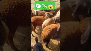 ATIK SHEEP FORM