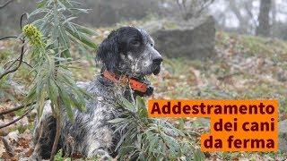 Addestramento del cane da ferma. Il primo approccio nel bosco