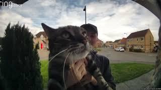 meowb: the sequel