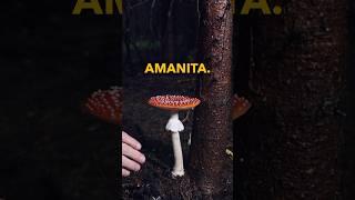 You MUST know how to identify an #Amanita if you hunt mushrooms. Here is how…  #medicinalmushrooms