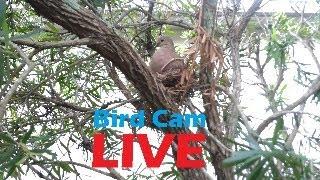 BirdCam LIVE! -  Hatched! 3/1/2025 from Florida