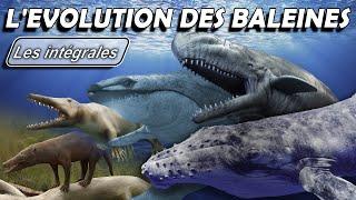 Whales evolution des baleines - Intégrale -  Évolution / Paléontologie - Simplex Paléo