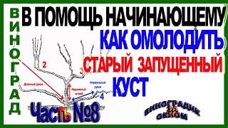  Как омолодить и восстановить старый запущенный куст винограда обрезкой. ШКОЛА ВИНОГРАДАРЯ Часть №8