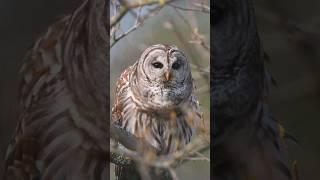 Sound of Barred Owl Hooting 