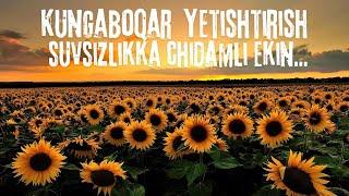 Kunaboqar yetishtirish #dehqonchilik #kungaboqar #2024 #tomorqa365 #sunflower