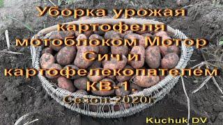 Уборка урожая картофеля мотоблоком Мотор Сич с картофелекопателем КВ-1, сезон- 2020г.