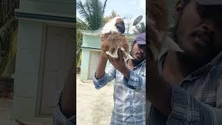 shitzu male puppy sale 9k contact 9019946312/ nittur Guddi
