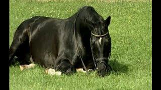 Kostolany - Famous trakehner stallion (Totilas, Blue Hors Matine...)