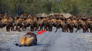 100 Hyenas VS Poor Lion Meet  in The Wild! - Blondi Foks