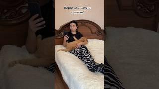 Вся суть котиков в этом видео  #животные #кот #коты #рыжийкот #cat #питомцы #шортс #котики #cats