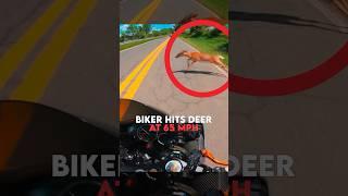 Insane Motorcycle Accident With a Deer! Credit: @dyi01