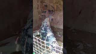 Homer pigeon  #homerpigeon #racinghomerpigeon #kabootar #bird #kabutar #pigeon #shortvideo #tending