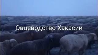 Овцеводство Хакасии, хозяйство организовано в чистом поле с нуля. Основатель Азизов Эльчин.