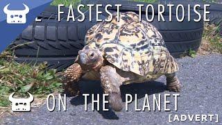 THE FASTEST TORTOISE ON THE PLANET | Dan Bull