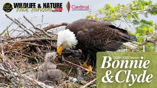  Wild Horizons Live: Bald Eagle Cam: Cardinal Land Conservancy