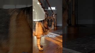 He’s always got a lot to say.  #germanshepherd